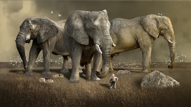 Safari Adventure - Dramatic African safari with lions and elephants